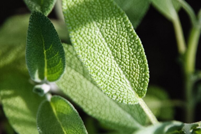 Sage Extract